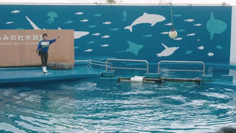 Seal-Jumping-From-The-Water-To-Touch-A-Ball---Show-With-Sea-Animals-In-The-Aquarium,-Sendai-Umino-Mori-Aquarium,-Japan---wide-shot