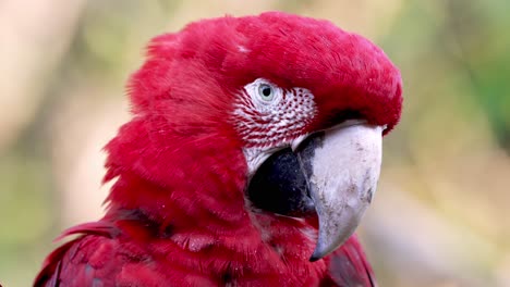 Retrato-De-Un-Hermoso-Ara-Chloropterus-De-Color-Rojo-O-Guacamayo-Rojo-Y-Verde-En-La-Selva