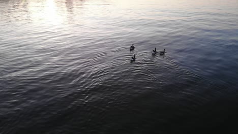 Enten-Auf-Einem-Ruhigen-See-Mit-Reflexion-Des-Sonnenlichts-Bei-Sonnenuntergang