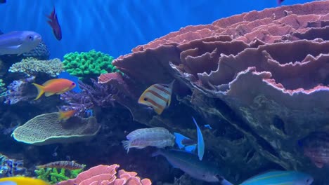 Tropical-fish-aquarium-with-colorful-fish-swimming-around-a-coral-reef