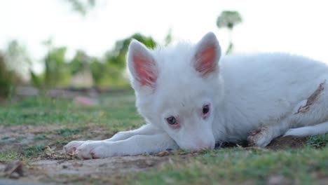 border-collie-puppy-play,-puppy,-puppy-play,-border-collie,-dog-play