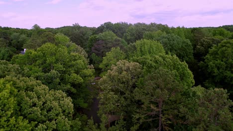 Treetops-Oaks-and-Deciduous-Tress-in-Eastern-United-States