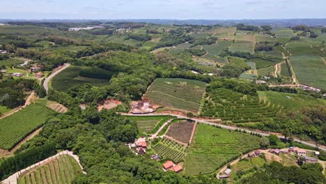 Aerial-view-of-green-fields-with-vines,-trees-and-fruit-plantations