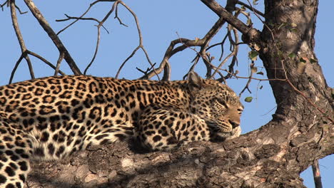 Close-up-of-leopard-resting-on-tree-branch-at-golden-hour