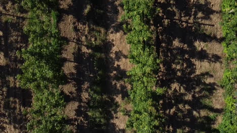 Aerial-flyover-pear-plantation-during-growing-process-during-summer-in-Portugal-Countryside