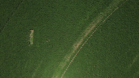 Descending-birds-eye-shot-of-green-farm-field-with-growing-plants-and-corns