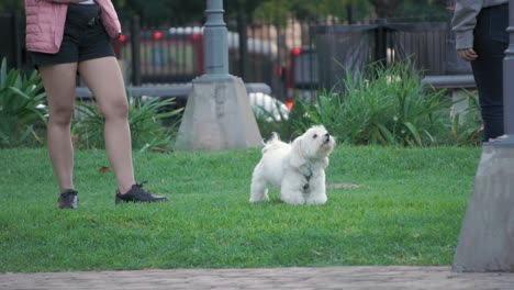 Im-Stadtpark-Bellt-Ein-Verspielter-Weißer-Hund-Seinen-Besitzer-An