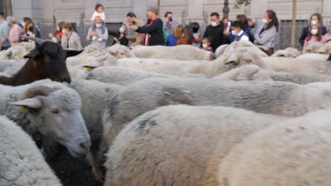 Über-1000-Schafe-Laufen-Durch-Das-Zentrum-Von-Madrid-Zur-Jährlichen-Fiesta-De-La-Trashumancia