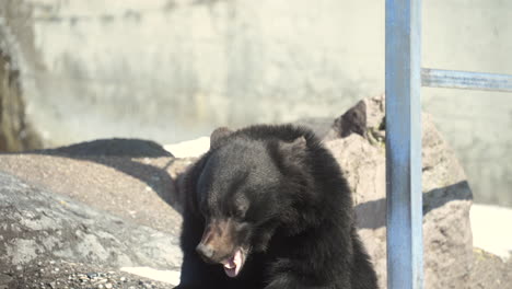 Oso-Negro-Asiático---Oso-Negro-Asiático-Con-La-Boca-Abierta-Y-La-Lengua-Afuera-En-El-Zoológico