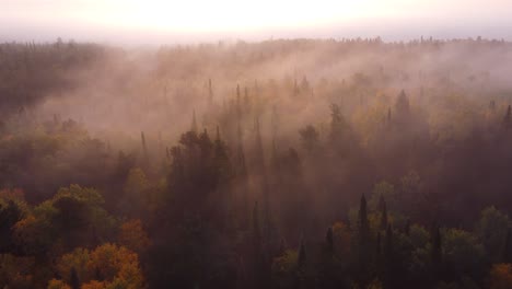 Flying-over-trees-and-bush-in-a-forest-during-sunrise-on-a-foggy-and-sunny-fall-morning