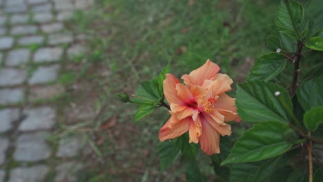 A-orange-hibiscus-flower-in-garden