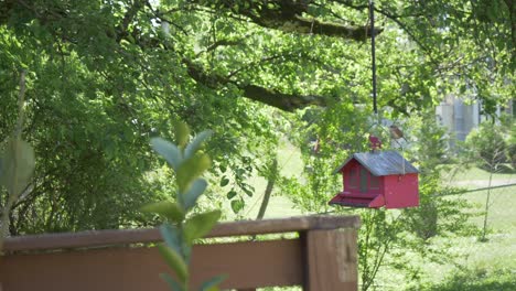 Vogel-Auf-Vogelhäuschen,-Rote-Scheune,-Hängender-Baum