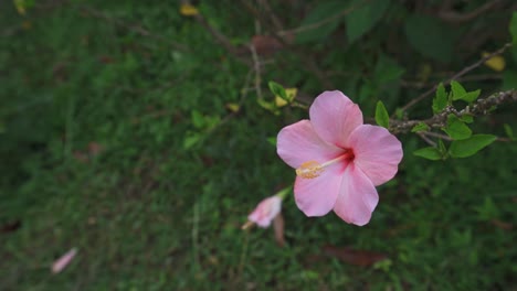 Una-Flor-De-Hibisco-Rosa-En-El-Jardín
