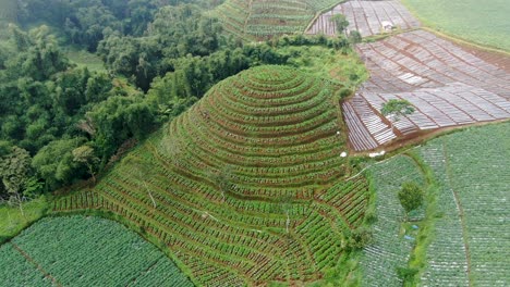 Aerial-view-of-terraced-fields,-potato-plantation-in-rural-Indonesia