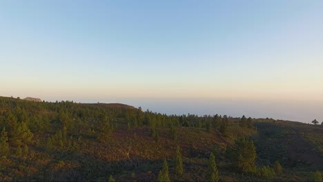 Air-view-of-Temperate-coniferous-forest-in-Canary-Islands,-Spain-Europe