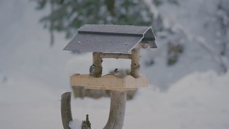 Small-bird-fighting,-flying,-searching,-and-eating-food-in-a-birdhouse-in-winter-with-nature-covered-in-snow-captured-in-slow-motion-in-120fps-in-4k