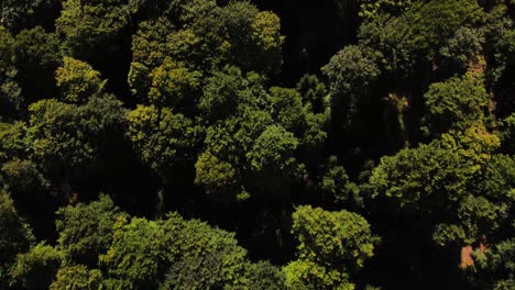 Mountain-forest-landscape-aerial-flight