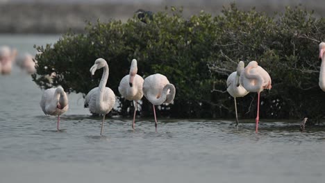 Zugvögel,-Rosaflamingos,-Die-In-Den-Flachen-Meeresmangroven-Von-Bahrain-Ruhen