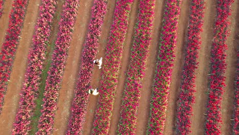 Imágenes-Aéreas-Estables-Del-Parque-De-Flores-De-Hokkaido-En-Khao-Yai,-Pakchong,-Tailandia,-Personas-Disfrutando-De-Las-Flores-Mientras-Caminan