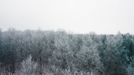 Schöner-Luftiger-Winterwald.-Bäume-Mit-Schnee-Bedeckt