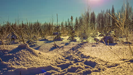 Cerca-De-árboles-Jóvenes-En-Invierno-Con-Nieve-En-El-Suelo