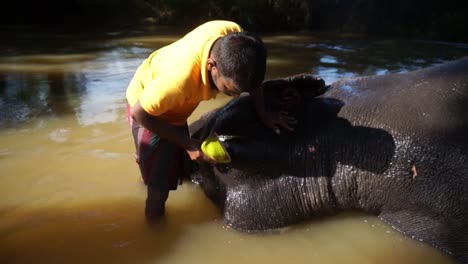 Un-Hombre-De-Sri-Lanka-Limpia-Un-Elefante-Que-Yace-En-El-Agua-De-Un-Río-Cerca-De-Hikkaduwa.