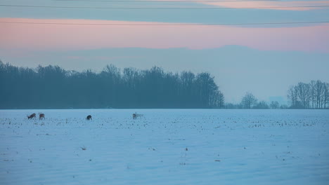 Time-lapse-shot-of-beautiful-winter-landscape-on-farm-field-and-foraging-group-of-deers-in-the-morning