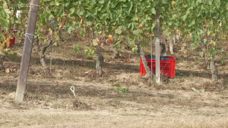 Red-basket-in-vineyard-cultivation-agriculture-for-harvest