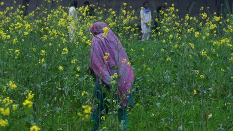 Pakistani-Female-Farmer-Picking-Crops-In-Green-Field-In-Sindh-Viewed-From-Behind