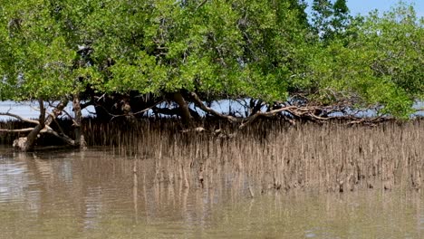 Intertidal-mangrove-ecosystem-lining-the-coastal-shoreline-with-brown-muddy-coloured-water-at-low-tide-on-tropical-island-in-the-tropics-of-Timor-Leste,-Southeast-Asia