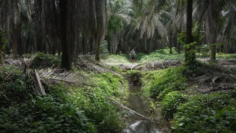Eine-Person-Steht-An-Einem-Bewölkten-Tag-Mitten-Auf-Einer-Zentralamerikanischen-Palmölplantage