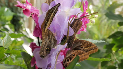 Vista-De-Cerca-De-Mariposas-Negras-Y-Marrones-Bebe-Néctar-De-Vibrantes-Flores-Púrpuras-En-El-Jardín-Imperial,-Viena-En-Un-Día-Soleado