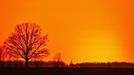 Time-lapse-shot-of-giant-yellow-sunset-behind-forestry-horizon-during-beautiful-autumn-day-with-orange-colored-sky---Leafless-Tree-Silhouette-in-foreground---5K-Time-lapse-footage