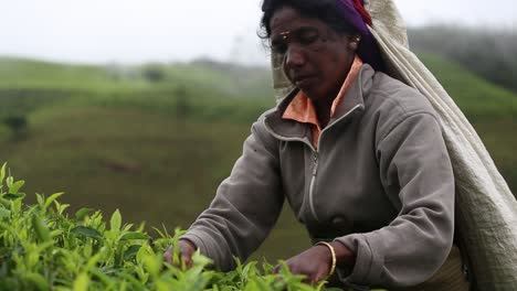 Statische-Ansicht-Einer-Teegartenarbeiterin,-Die-Damit-Beschäftigt-Ist,-Blätter-Zu-Pflücken-Und-Dann-In-Der-Kadugannawa-Teefabrik-In-Den-Inneren-Bergen-Sri-Lankas-Vorbeikommt,-Um-Ihnen-Ein-Lächeln-Zu-Schenken,-Dezember-2014