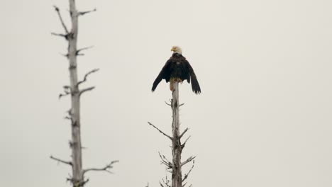 Bald-Eagle-Perch-On-Top-Of-Branchless-Tree-With-White-Sky-In-The-Background