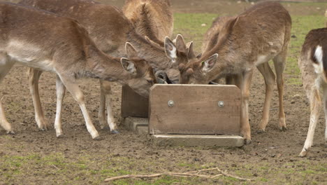 Close-up-shot-showing-sweet-deers-eating-food-on-farm-during-daytime--super-slow-motion