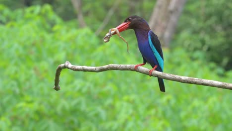 javan-kingfisher-is-perched-on-a-branch-carrying-a-fresh-frog