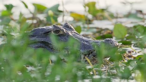 Gefährliches-Yacare-Kaiman-Krokodil-Mit-Scharfen-Zähnen,-Das-Sich-In-Ufernähe-Ausruht-Und-Sich-Ruhig-Hinter-Wasservegetation-Versteckt-Und-In-Den-Ibera-Feuchtgebieten,-Pantanal-Biosphärenreservat,-Brasilien,-Auf-Seine-Beute-Wartet