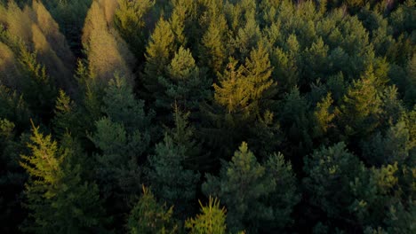 Golden-tops-of-coniferous-trees-at-sunset-in-a-dense-forest---drone-view