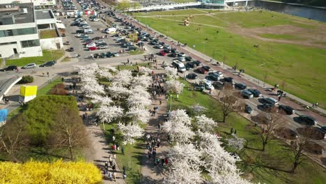 AERIAL:-Panoramic-view-of-People-Walking-in-Vilnius-During-Cherry-Blossom-Season