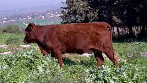 Vaca-Salvaje-Marrón-Camina-A-La-Izquierda-En-Un-Día-Soleado-De-Vegetación-Verde-Alta,-Toma-De-La-Pista-De-La-Cámara
