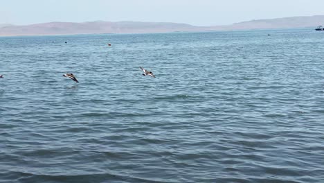 marine-birds-flying-on-the-shore.-Eurasian-oystercatcher