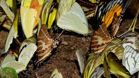 Seen-together-with-some-yellow-butterflies,-Spot-Swordtail-Graphium-nomius,-Kaeng-Krachan-National-Park,-Thailand