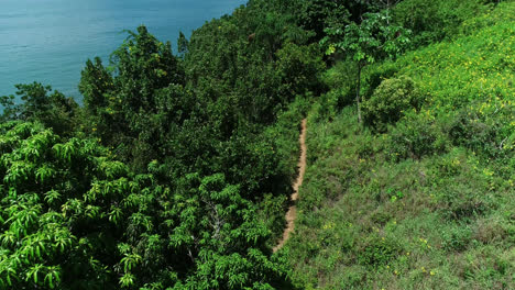 Aerial-flying-over-dirt-trail-among-tropical-vegetation-on-sunny-day