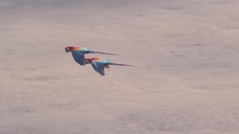 Two-wild-Scarlett-Macaws-in-profile-flying-across-Tambopata-River-in-Peru