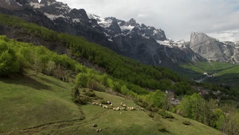 Heard-of-sheep-grazing-on-meadow-in-mountains,-alpine-panorama