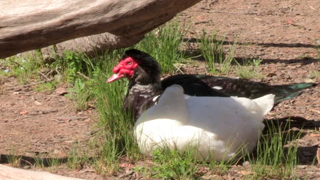 Couple-of-domestic-ducks,-rests-in-the-shade-of-a-wooden-log,-on-a-sunny-day