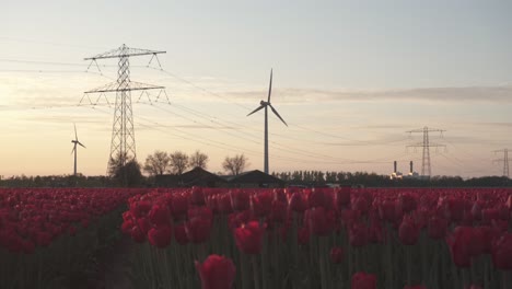 Windkraftanlagen-Und-Tulpen-Vor-Dem-Sonnenuntergangshimmel-–-Weitwinkelaufnahme