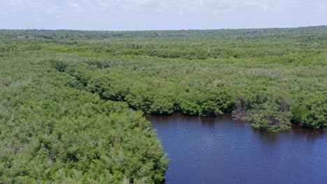 Aerial-flyover-natural-river-surrounded-by-deep-mangrove-fields-on-Dominican-Republic