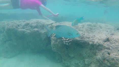 A-tropical-coral-reef-teeming-with-colorful-fish-at-Hanauma-Bay-State-Park---Oahu's-top-snorkeling-destination-and-tourist-attraction